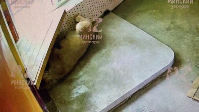 Спи моя радость усни... Полная версия