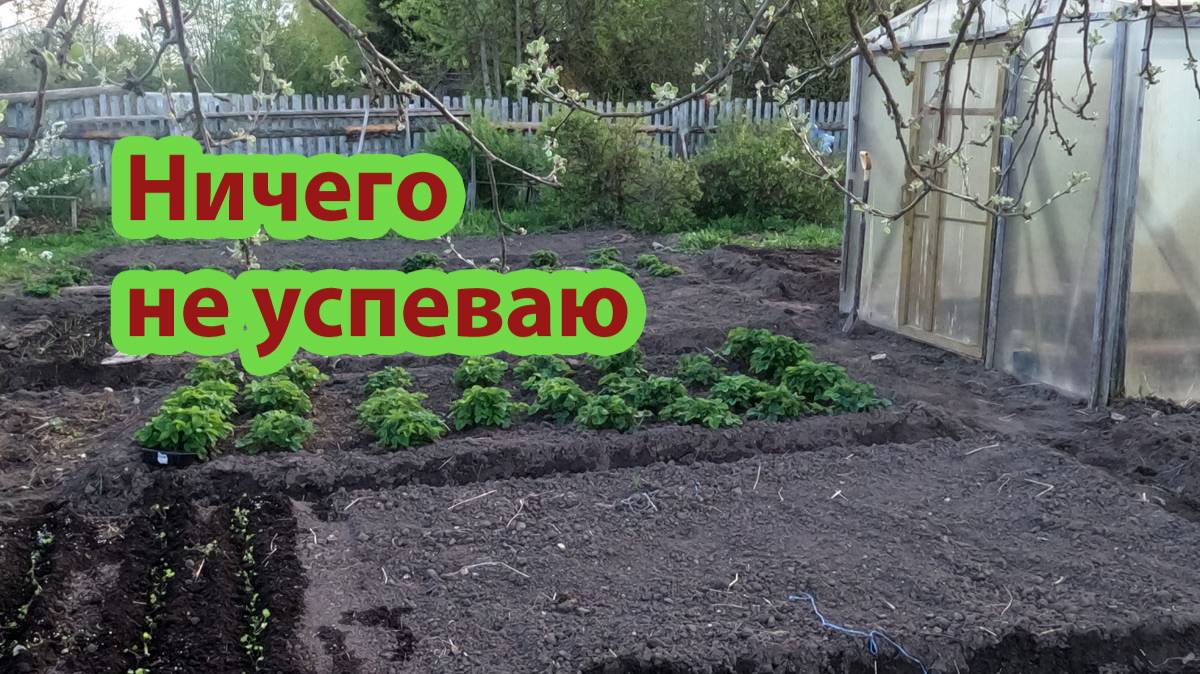 Расставляю приоритеты. Много работы в огороде.