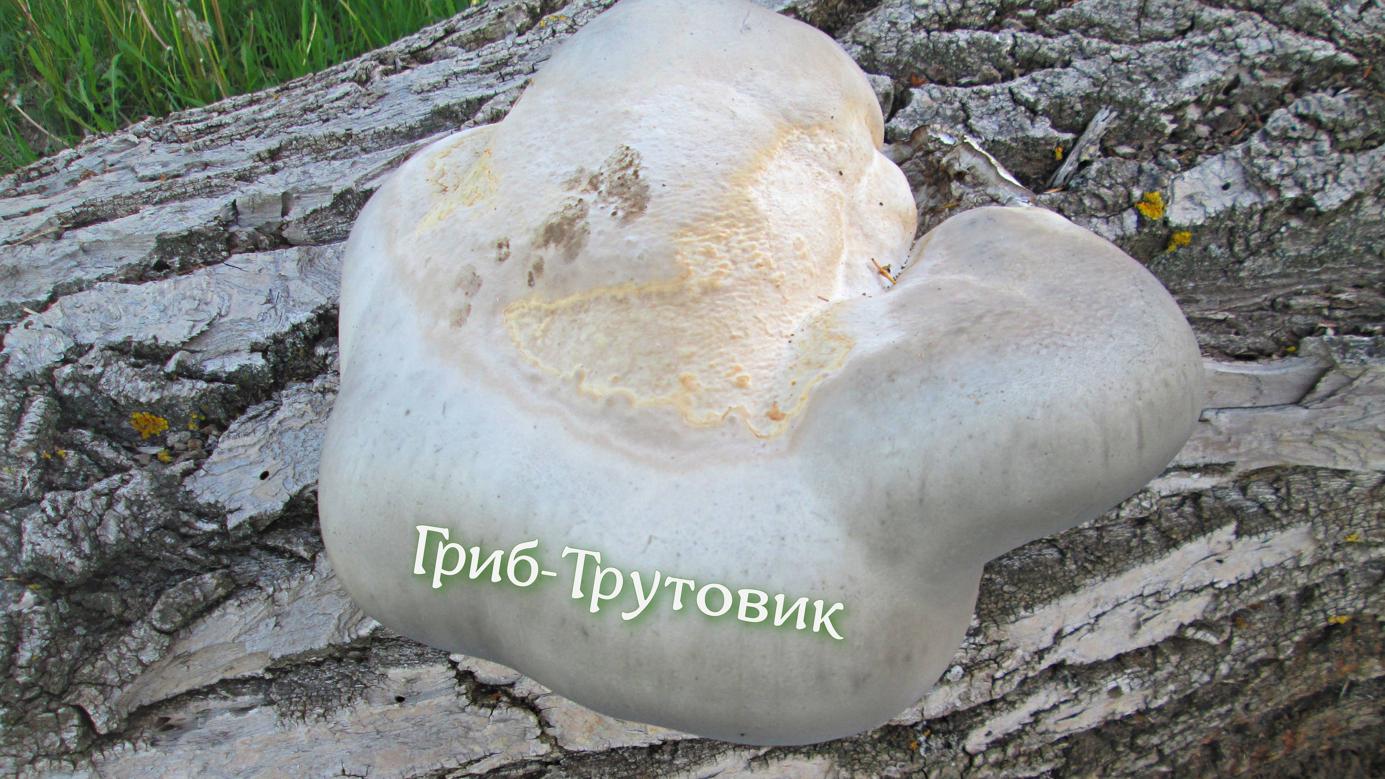 Рыбалка превратилась в охоту! В тихую охоту