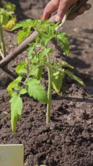 ОКУЧИВАЕМ ТОМАТЫ 🍅