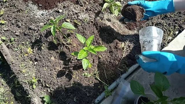 Высадка томатов в ОГ.