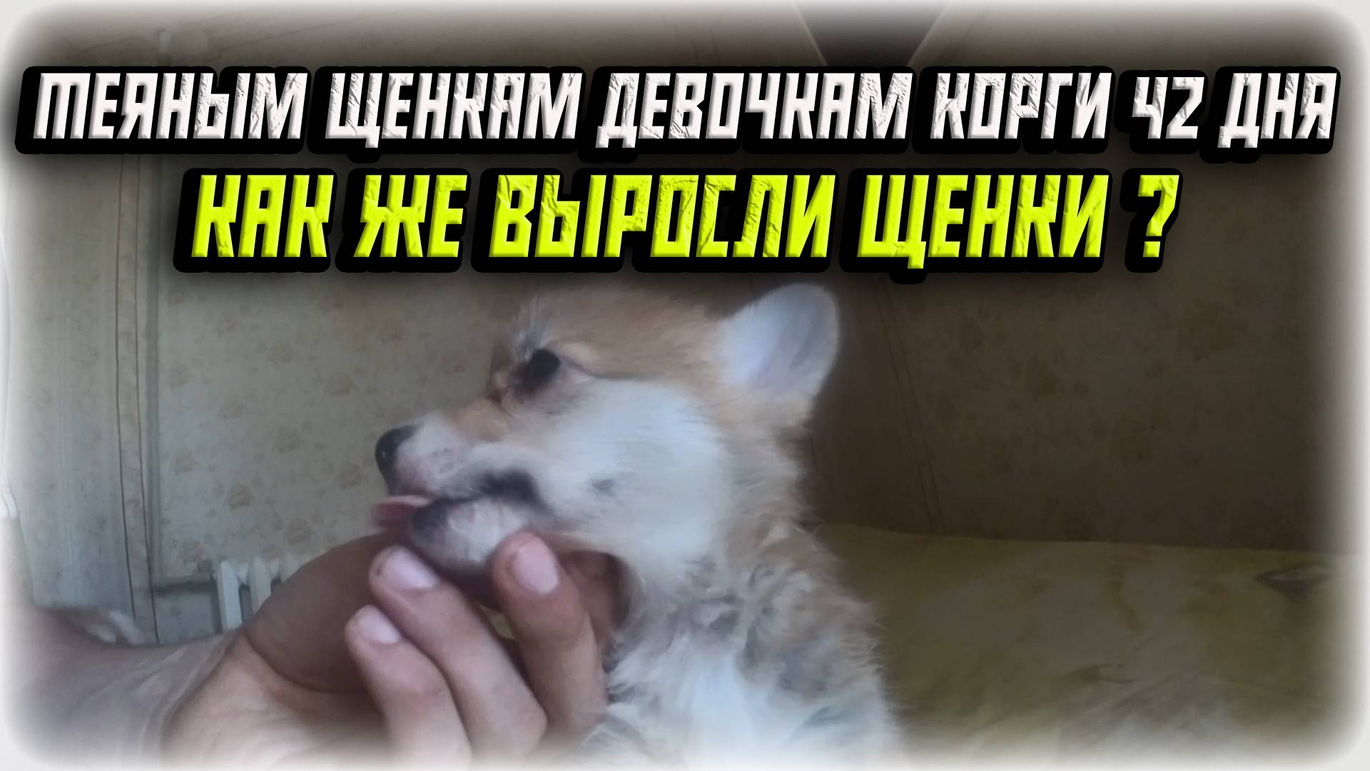 ЩЕНКИ КОРГИ 42 ДНЯ / КАК ИЗМЕНИЛИСЬ ЩЕНКИ ЗА ЭТО ВРЕМЯ?