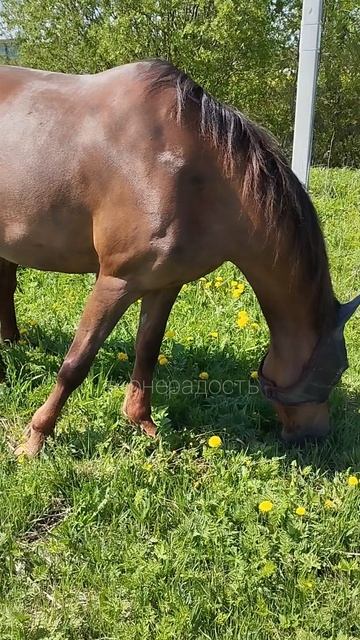 Пролиняли #лошади