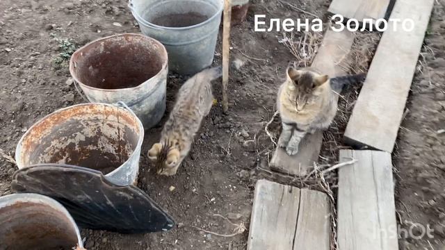 Оставила рассаду на улице и вот результат