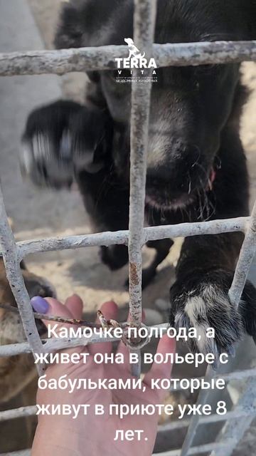 Камочка