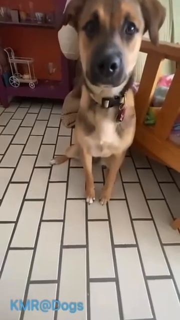Жан-Клод Ван Пёс😂 ( видео про собак )