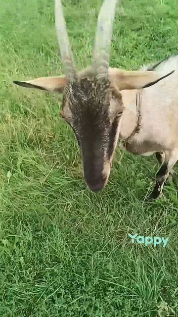1000006660.mp4