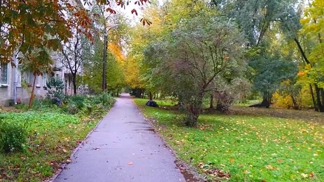 Иду по дорожке, листва желтеет, Петербург. 14 октября 2023.