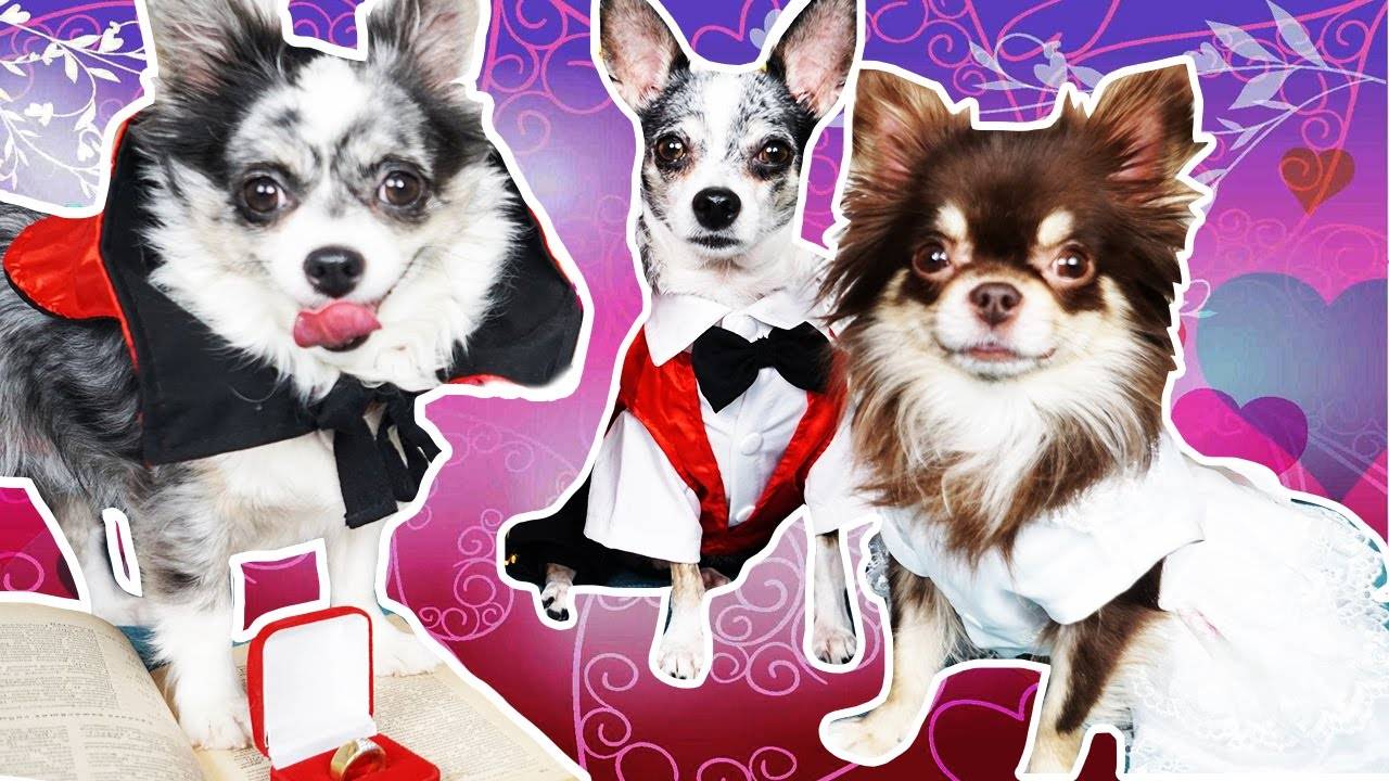 Пушистый союз и маленькие помощники на торжестве! 🐾💍🐹