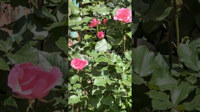 Цветы во дворе.24.05.25