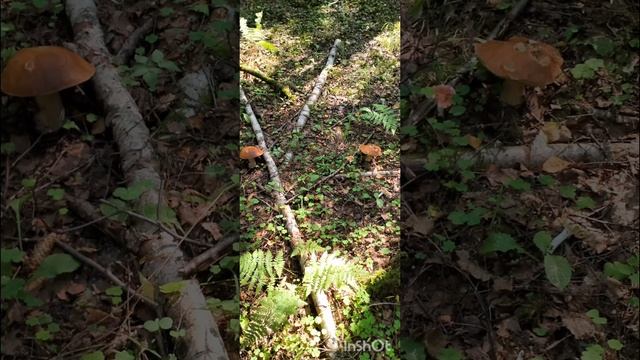 Танго с грибами