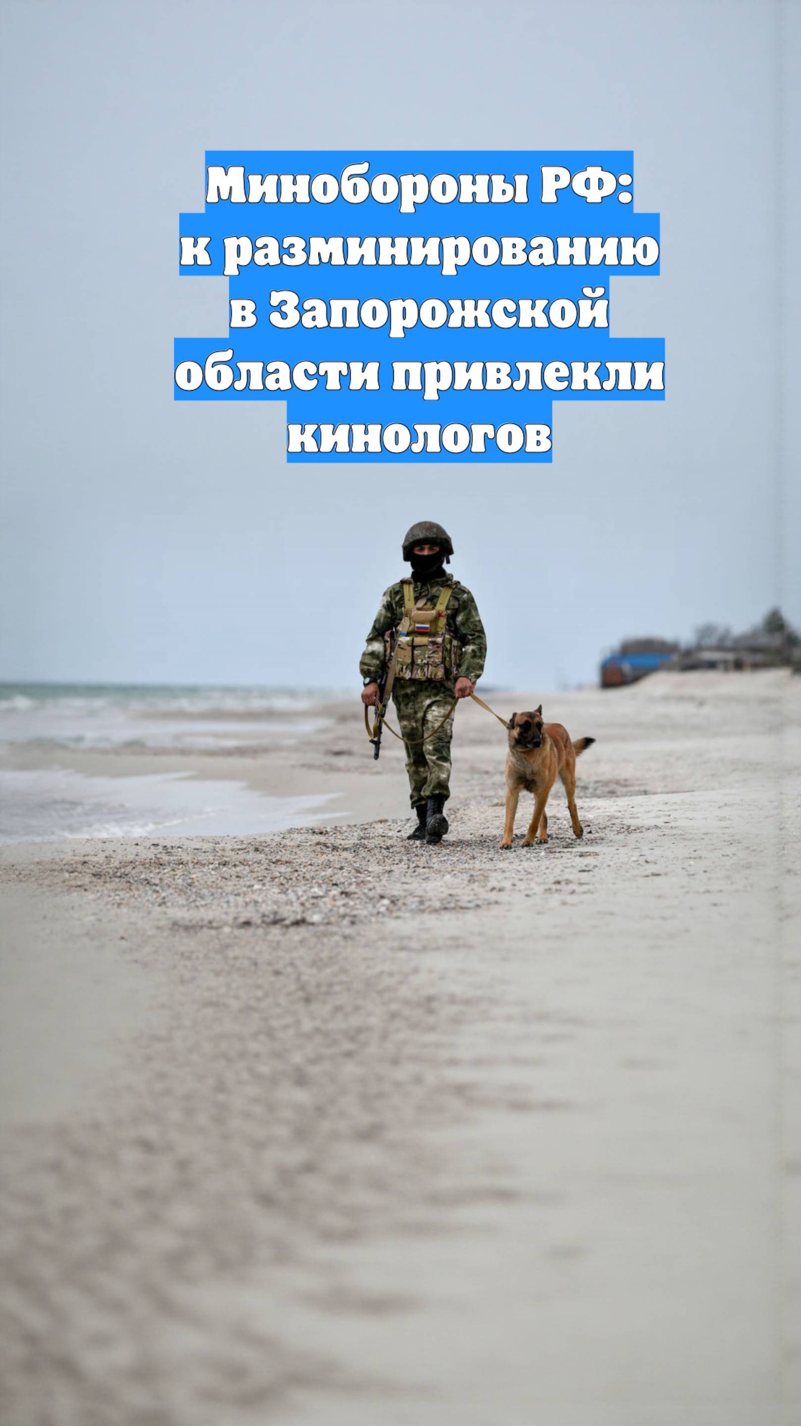 Минобороны РФ: к разминированию в Запорожской области привлекли кинологов