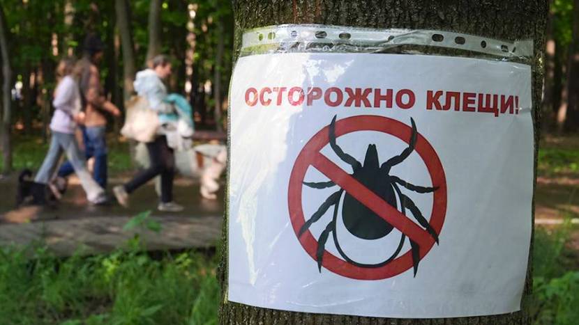 Инфекционист дал совет по помощи при укусе клеща