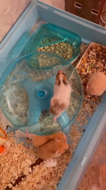 Сирийский хомячок