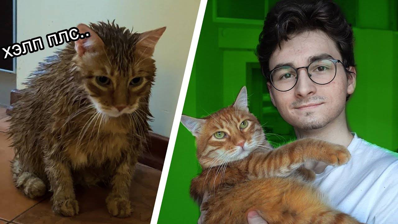 ТРАНСФОРМАЦИЯ КОТА за 24 часа (Автор:TheBrianMaps)