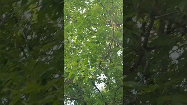 красота часть вторвя