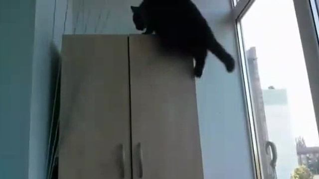 ....Зачем животным нужен Хвост...
