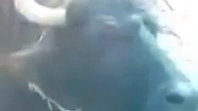 Лезги прикол Им жвачка яяя Стиморол Лезгинский прикол