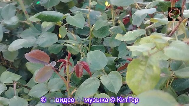 Бордовая роза 🌹