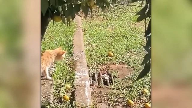 Вы Должны Это Увидеть! Случаи с Животными Снятые на Камеру