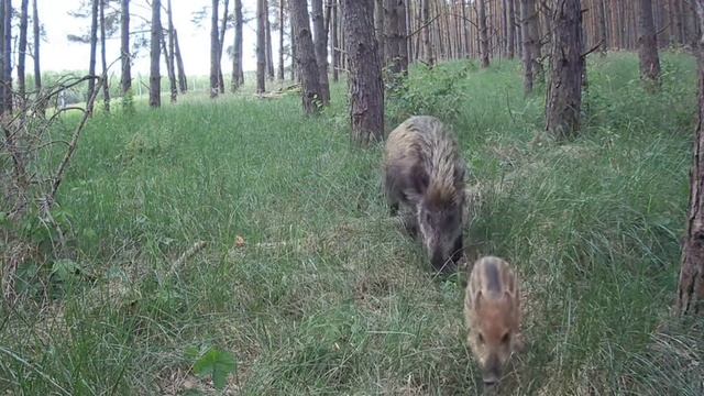 Кабанчики видео фотоловушки