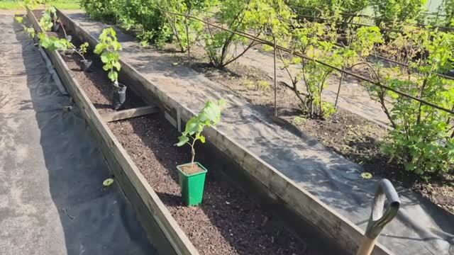 Сажаем сорта винограда для открытого грунта под Петербургом