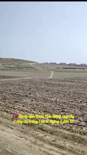 🇰🇵 DPRK farmers are plowing🌾