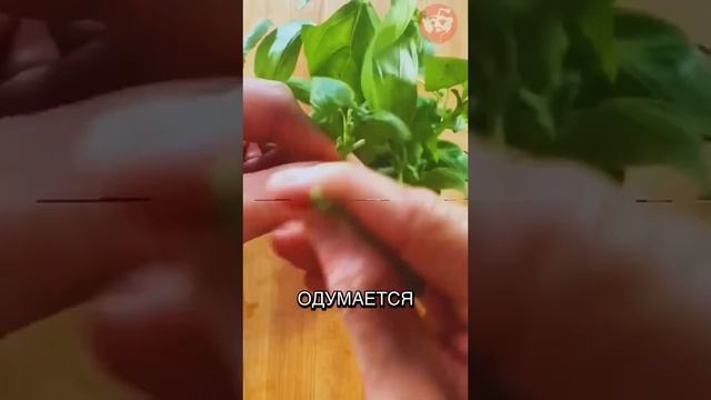 история