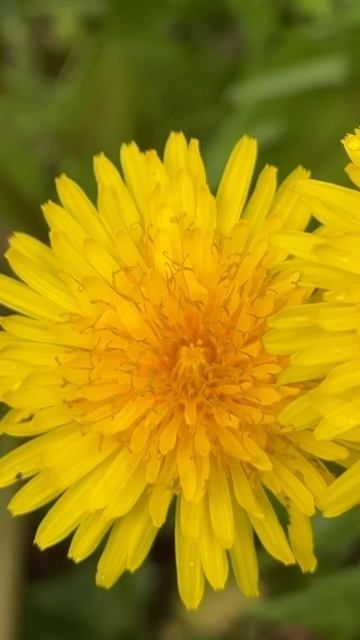 ну какой будет одуванчик🤌🏻