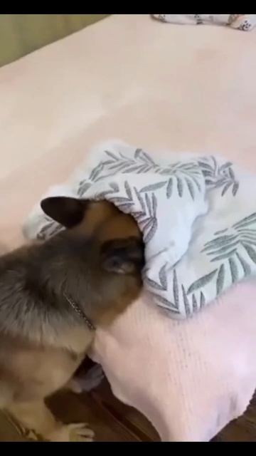 В выходной можно и в прятки поиграть!Собакен спрятался,а вы?! 😉👍🐕