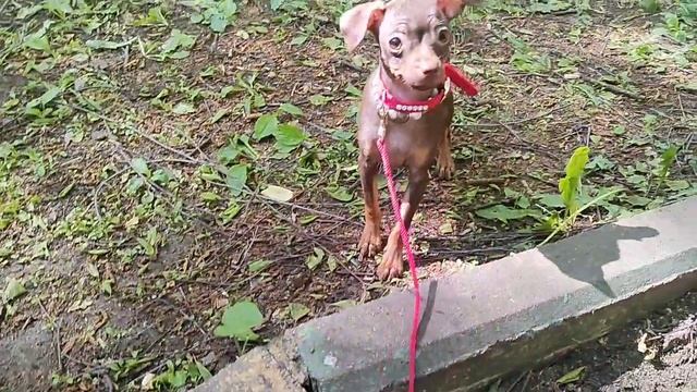 веселушка поскакушка.mp4