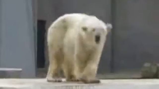 танцующий мишка