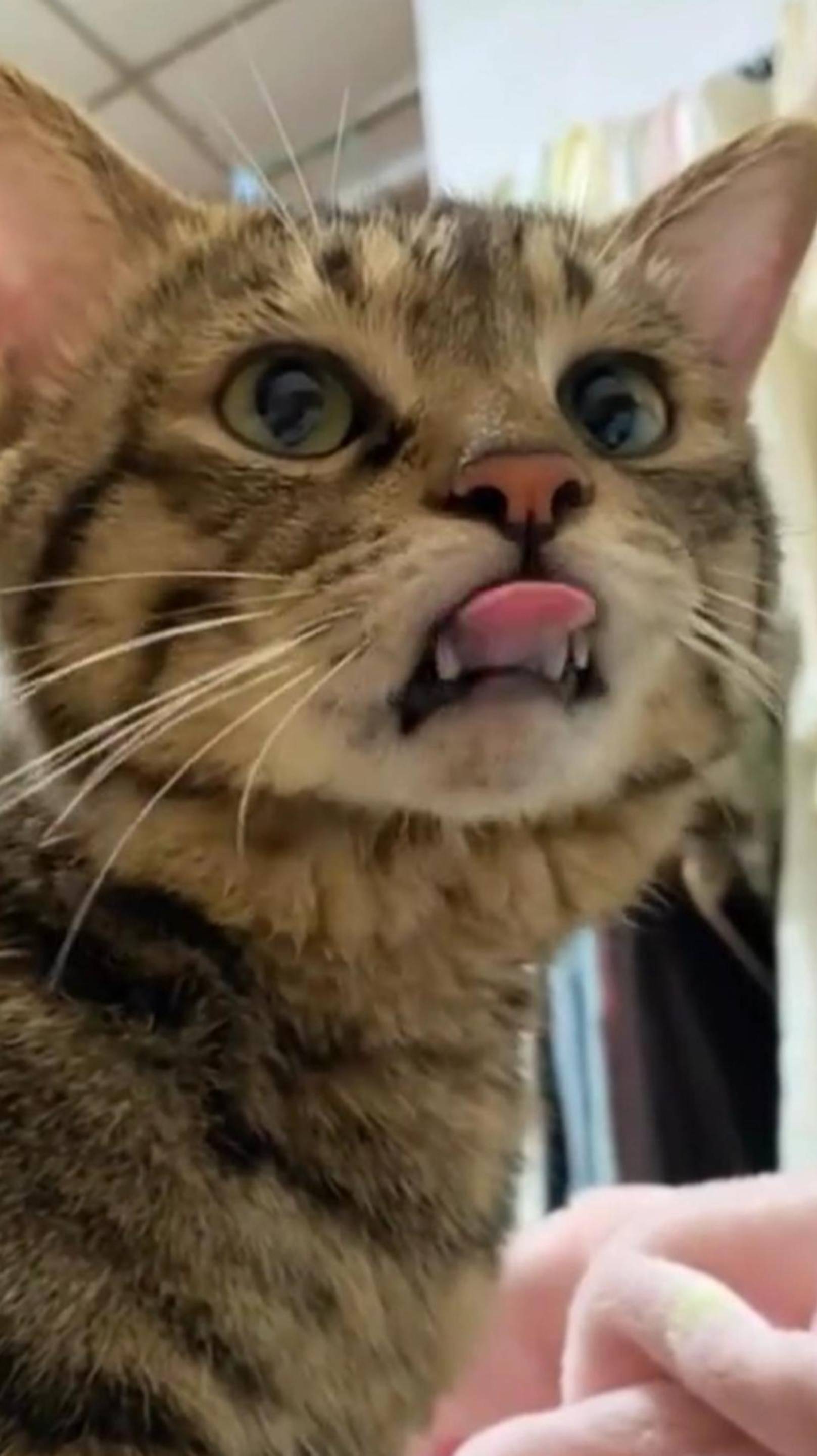 Мышь ПЕРЕРОСТОК! 😂 Кота ЖИЗНЬ к Этому не ГОТОВИЛА! 🙀 #cat #ОЗВУЧКА #юмор