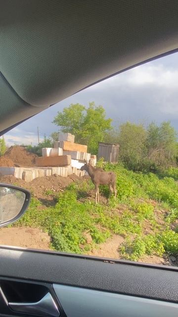 В Жилгородке на дачах гуляет лось