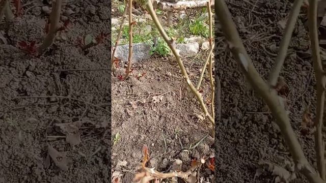 Прогуляшки по весеннему саду. Смотрим, как розы пережи