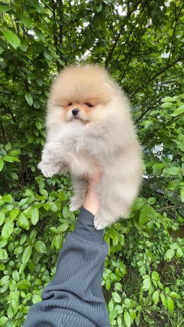 Немецкий цвергшпиц Несси ( свободна)