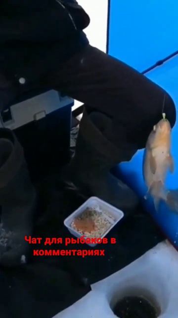 Любителям зимней рыбалки посвящается. #щука #рыбалка #?