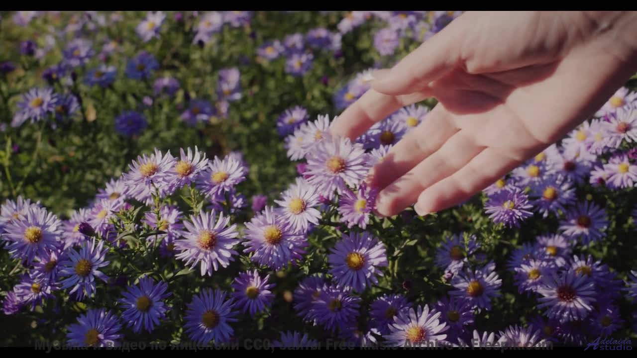Музыка наполняет сердце полётом при каждом кадре - Wish -- Ketsa -- Abundance