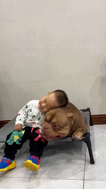 I’d take Cupcake home immediately! 😍❤️ #shorts #dog #adoptme #adoptdontshop #pitbull #americanbully