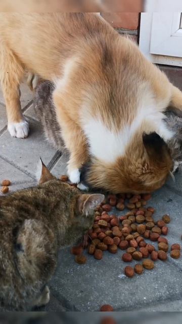 Пёс 🐶 и кот 🐱