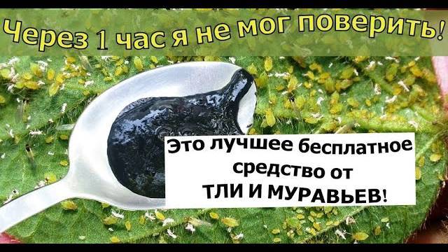 ЛУЧШЕЕ СРЕДСТВО от ТЛИ и МУРАВЬЕВ!