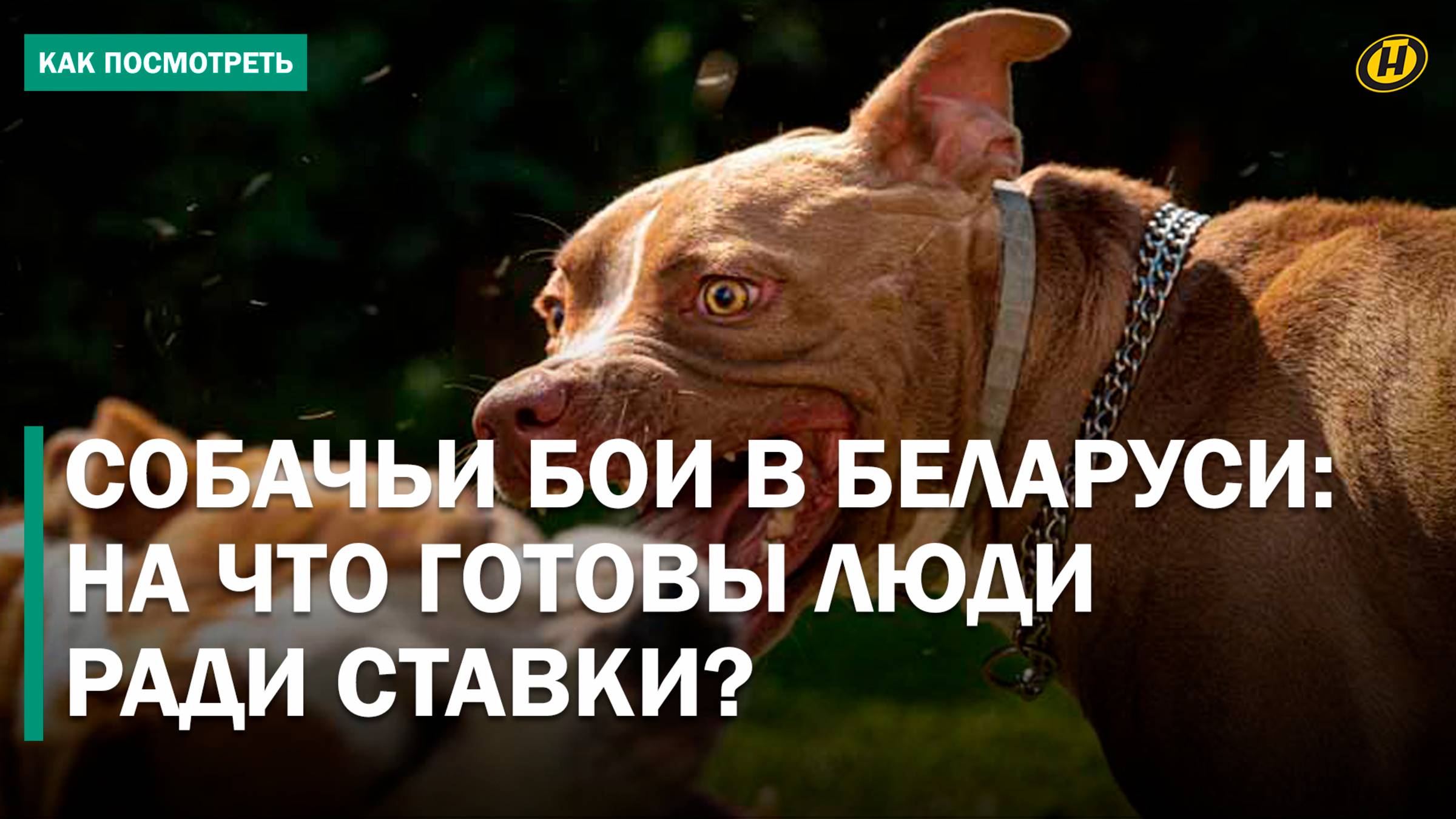 "ЭТУ СОБАКУ ЗАБРАЛИ У ЦЫГАН". Как собаки становятся жертвами неистовых боев ради азарта и денег