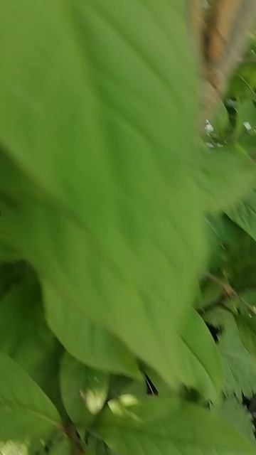 VID_20250524_173127.mp4
