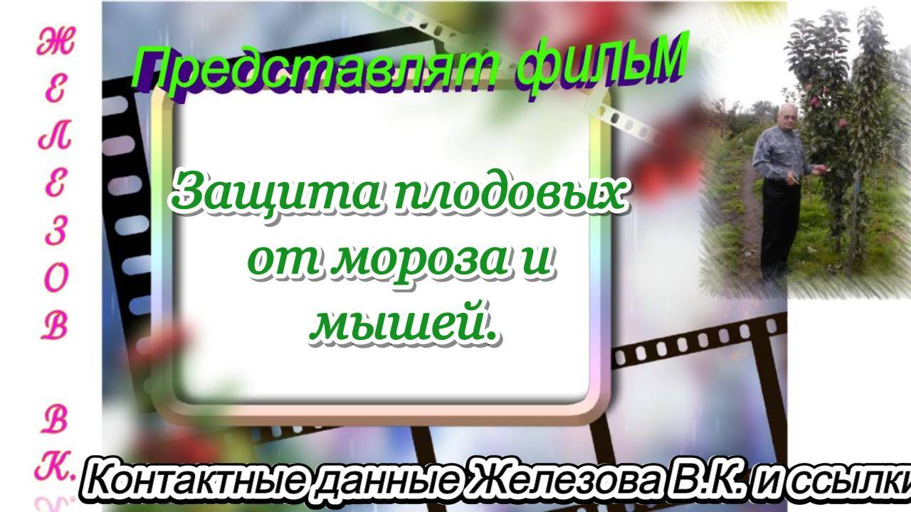 Защита плодовых от мороза и мышей.