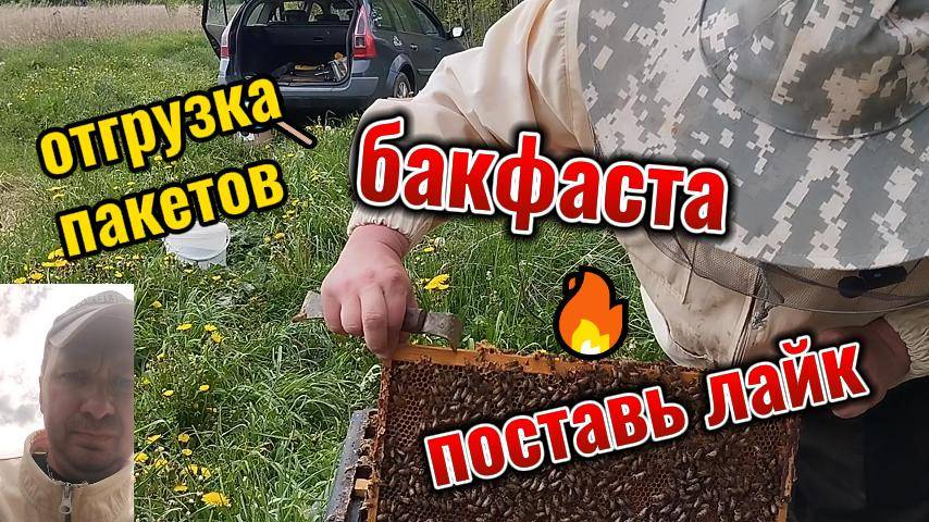 отгрузка пакетов бакфаста #пчеловодство