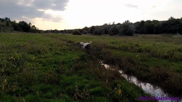 Маремма бегает в  луже  встреча со стадом овец.Maremma run in  puddle meeting with a flock of sheep