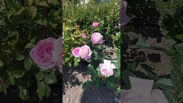 Императорский парк. Анапа, цветут розы 24.05 25 г.