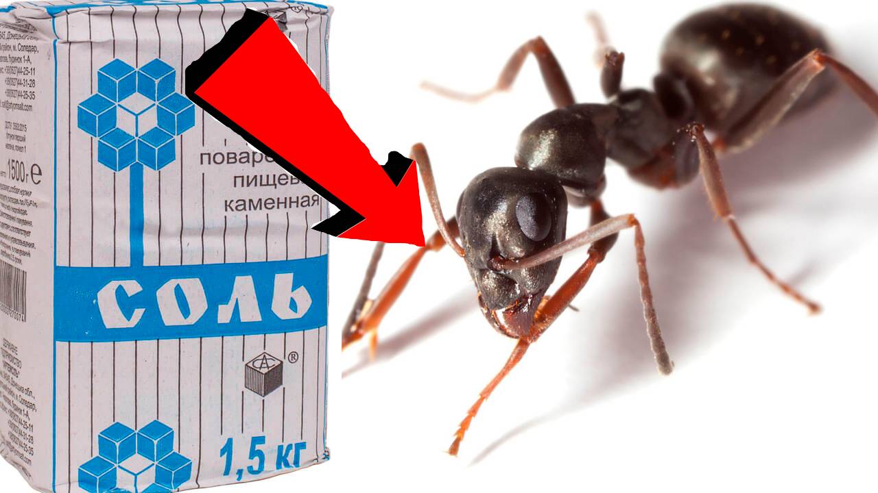 Как избавиться от муравьёв За 3 Секунды!!!.!!!
