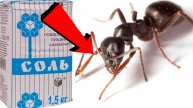 Как избавиться от муравьёв За 3 Секунды!!!.!!!