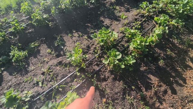 Обзор клубники в конце мая🍓